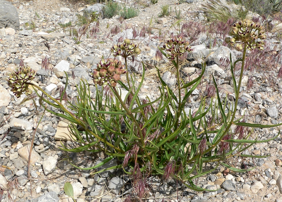 Asclepias asperula