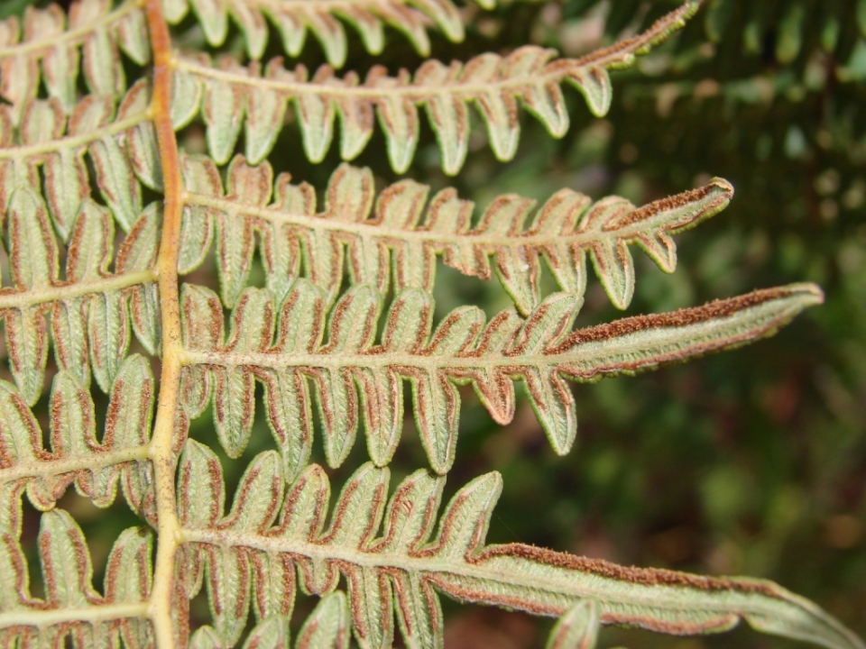 Pteridium aquilinum