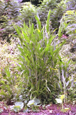 Sorghum bicolor