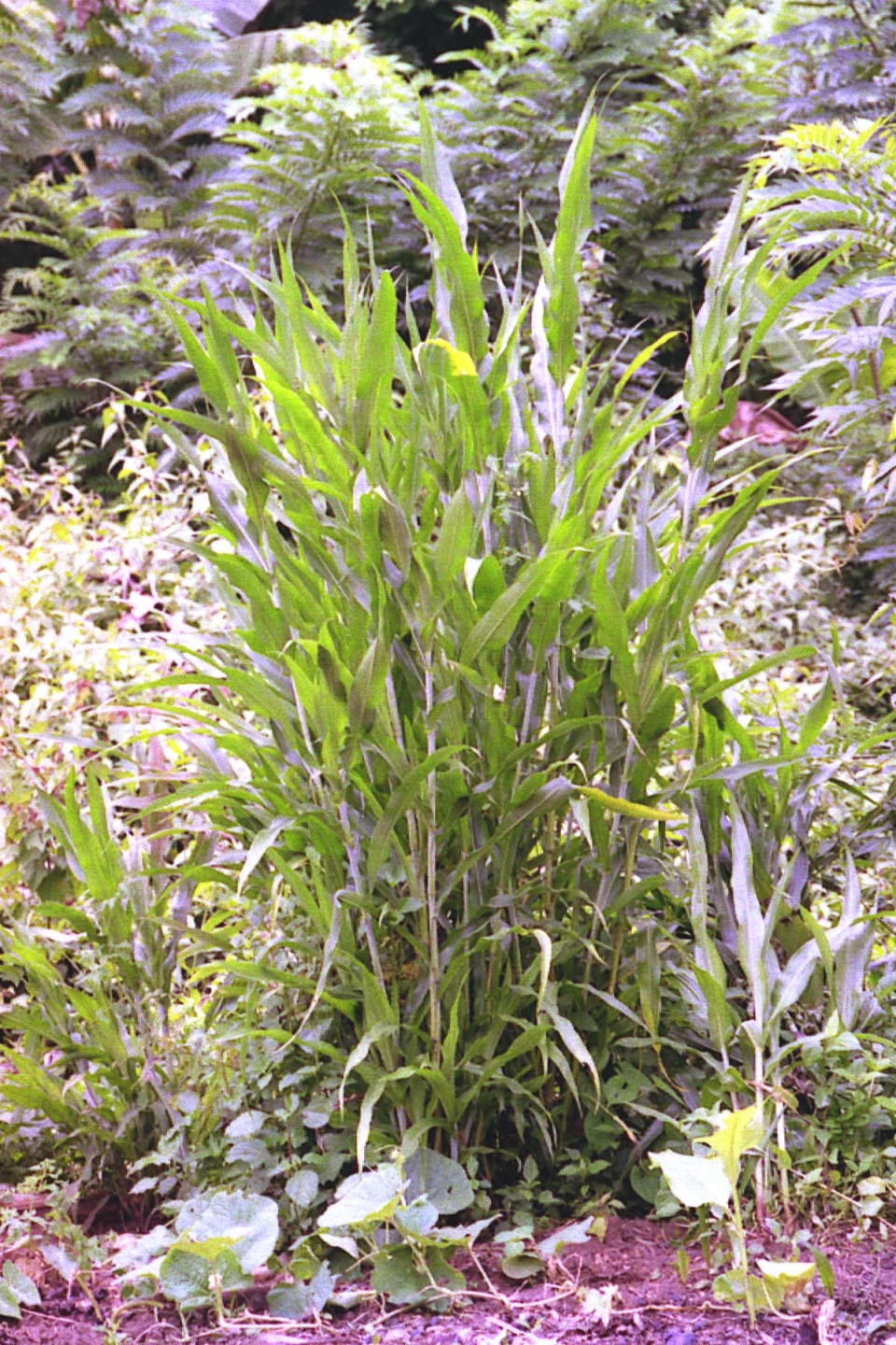 Sorghum bicolor