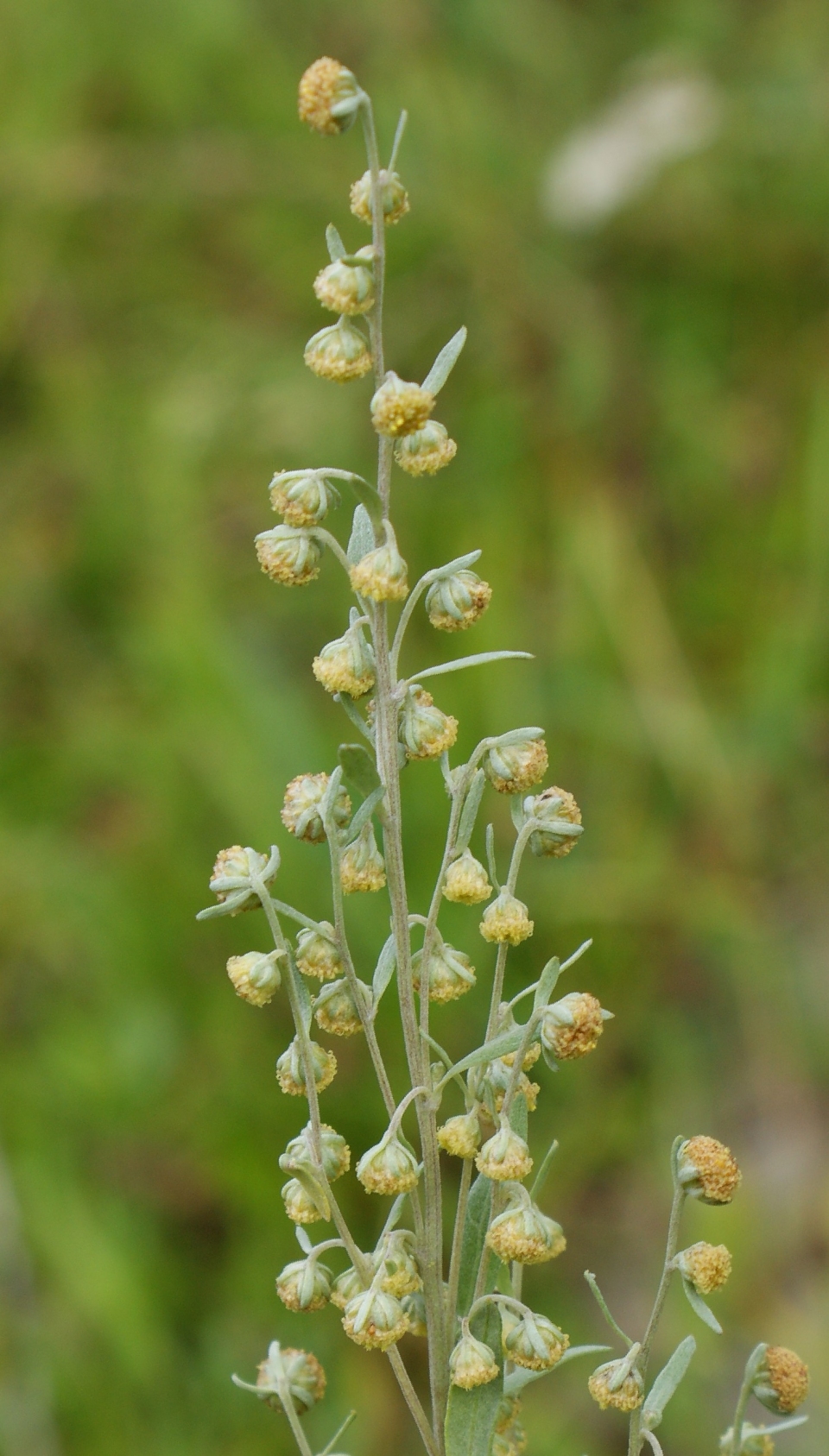 Artemisia absinthium