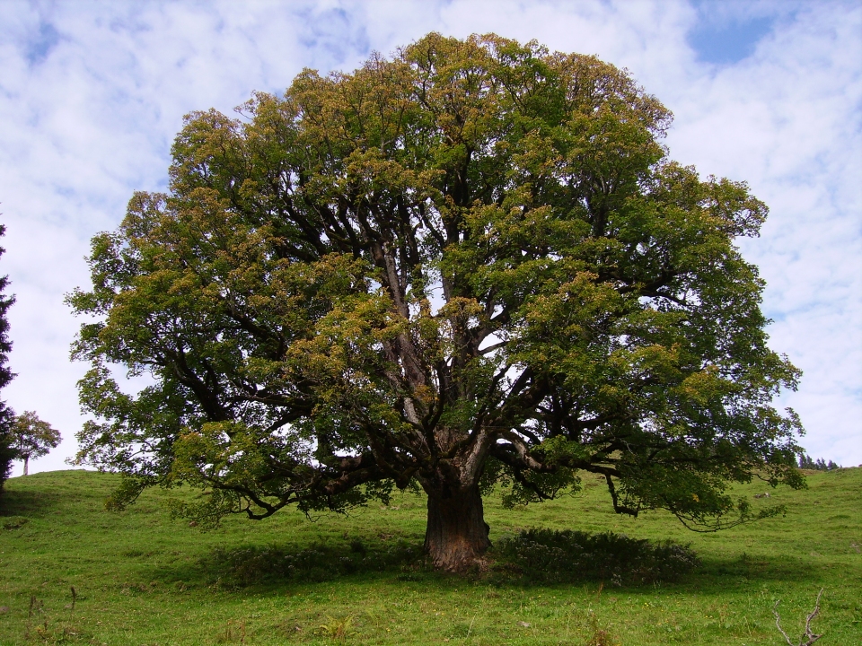 Acer pseudoplatanus