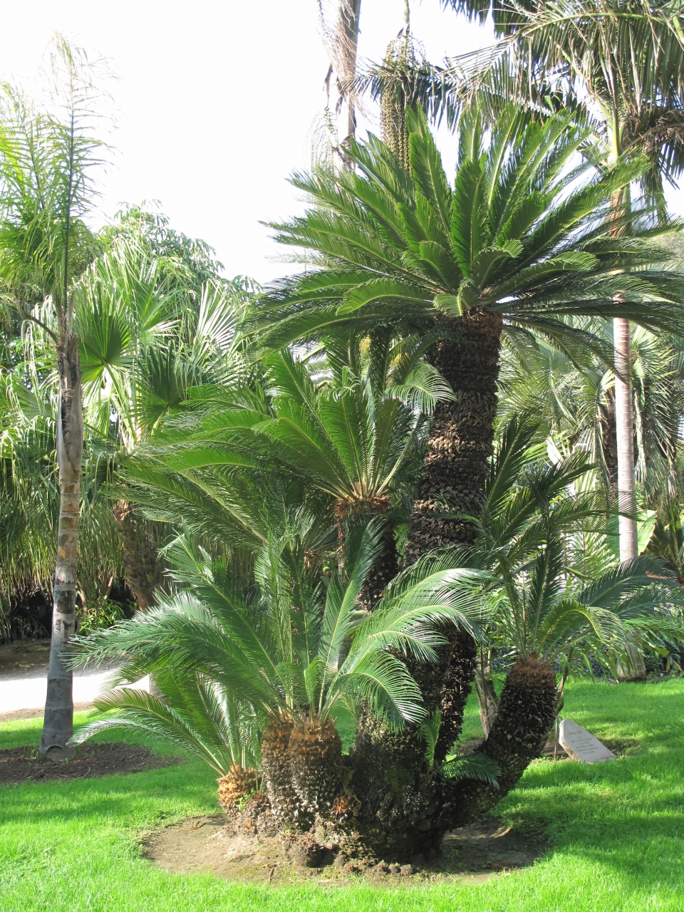 Cycas revoluta