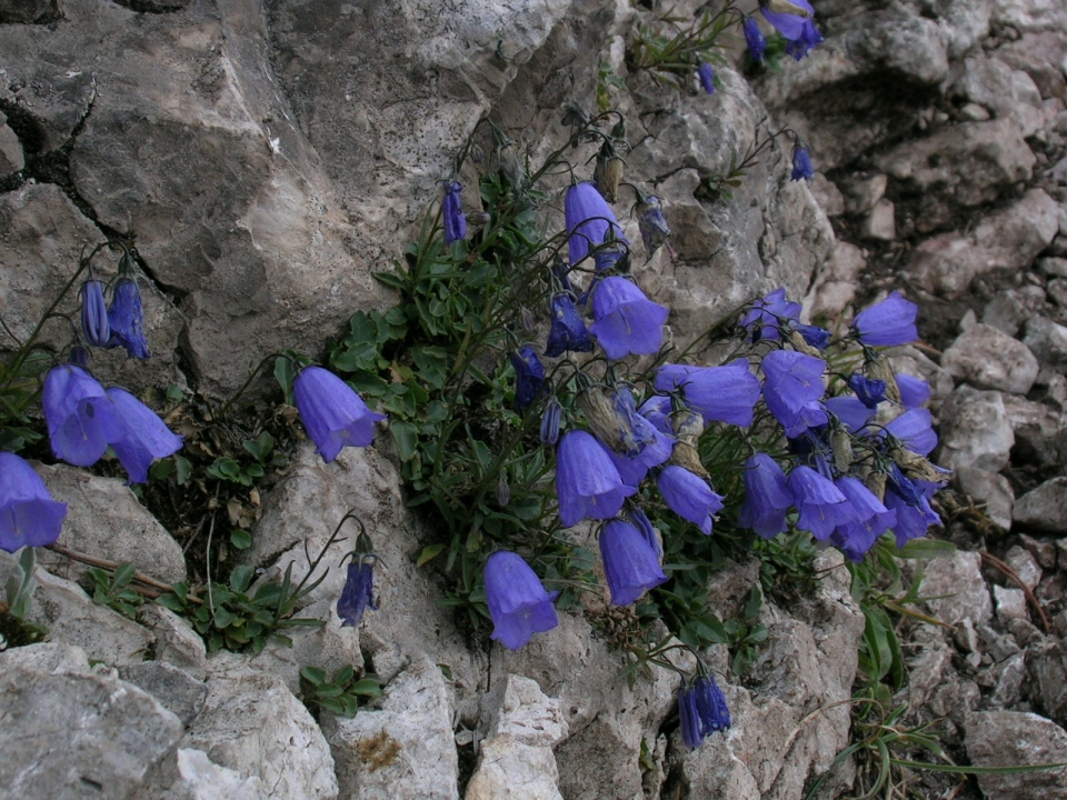 Campanula cochleariifolia