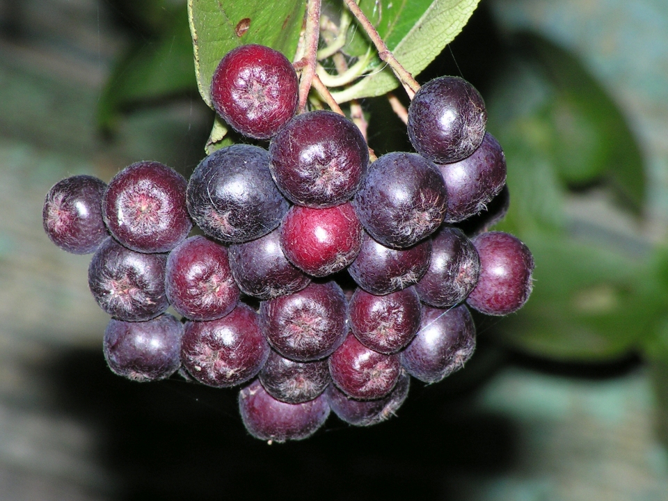 Aronia mitschurinii