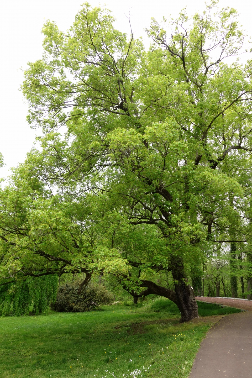 Acer truncatum