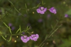 Agalinis tenuifolia