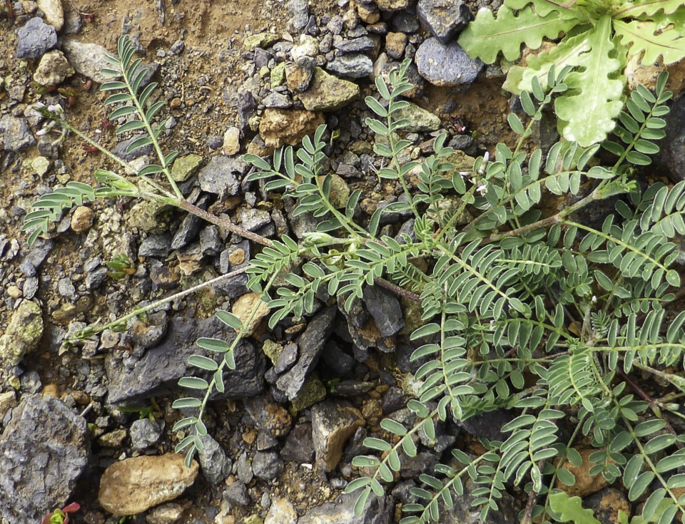 Astragalus edulis