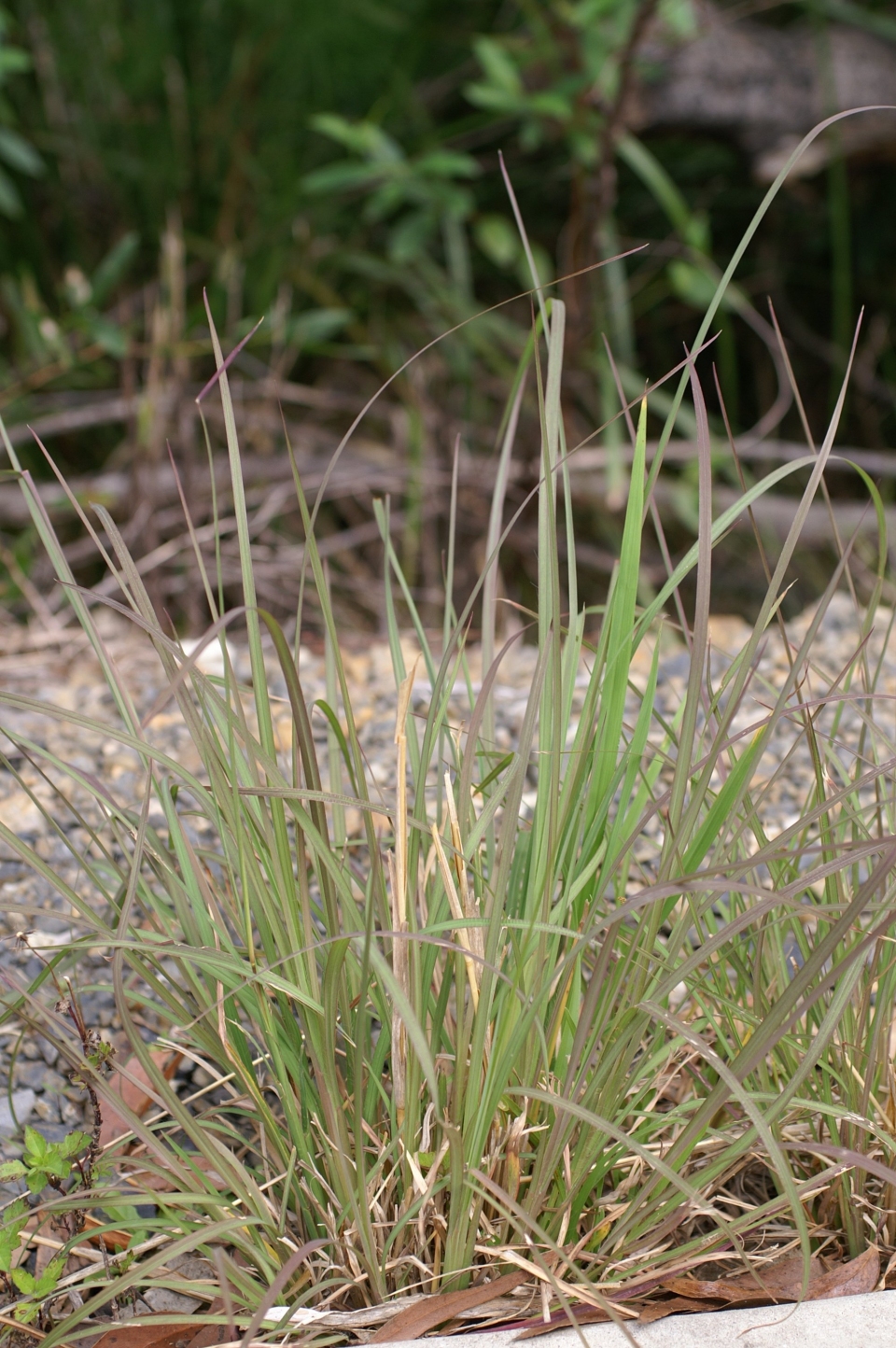 Andropogon virginicus