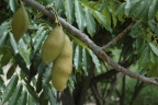 Castanospermum australe