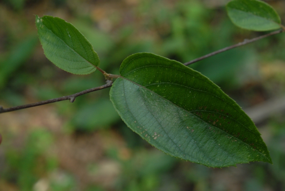 Actinidia callosa