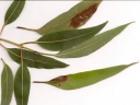 Eucalyptus pilularis