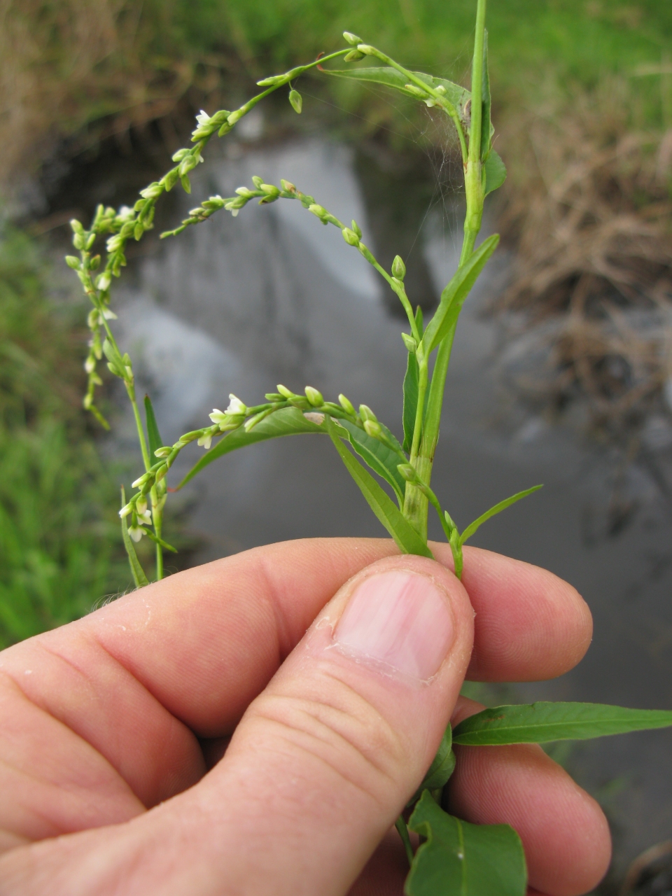 Persicaria hydropiper