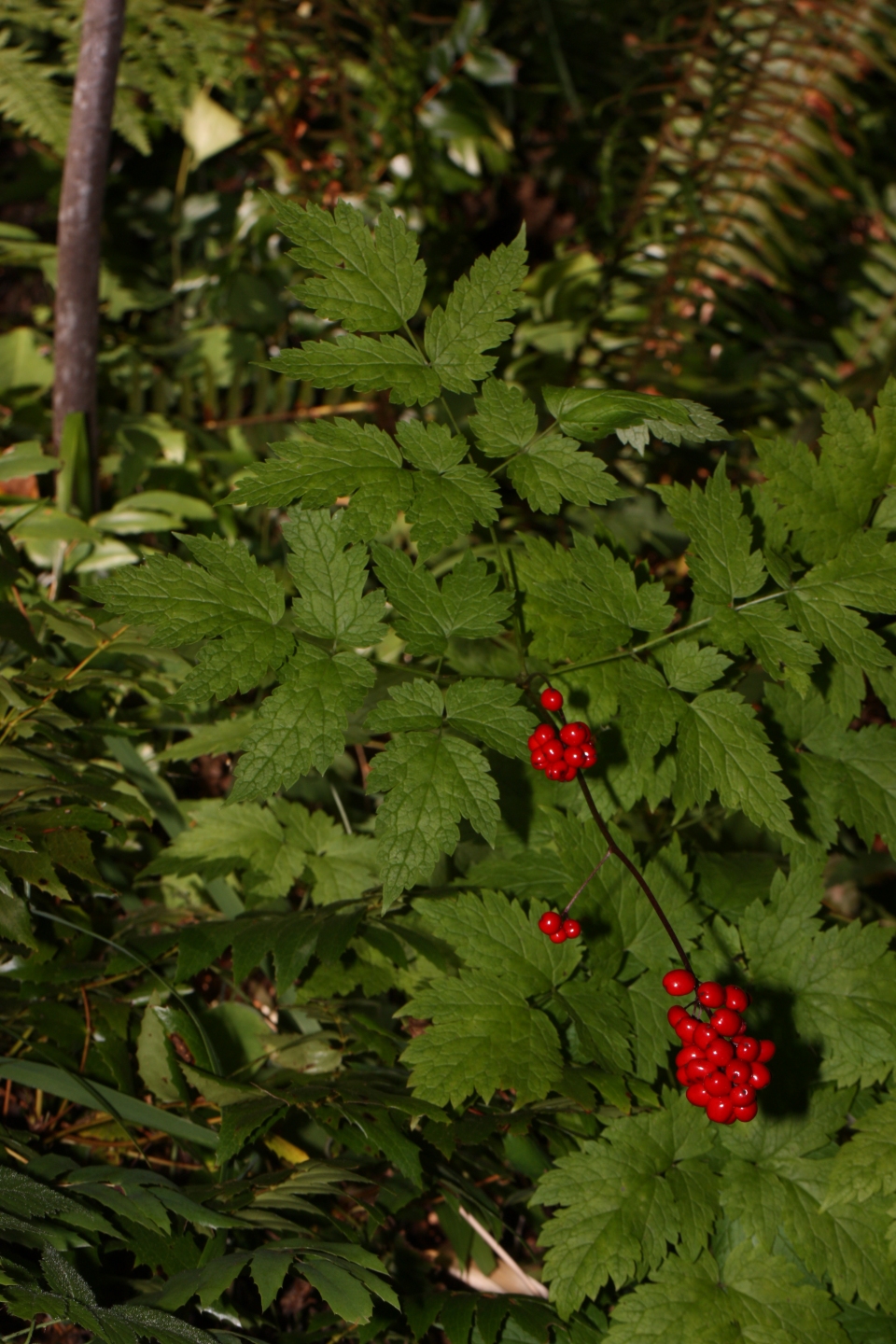 Actaea rubra