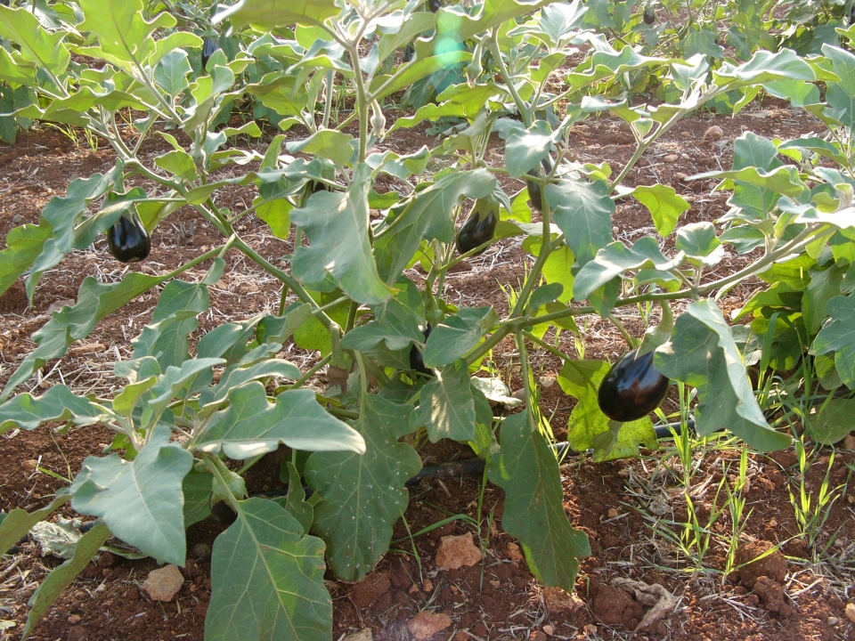 Solanum melongena