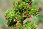 Ricinus communis