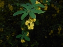 Berberis lycium