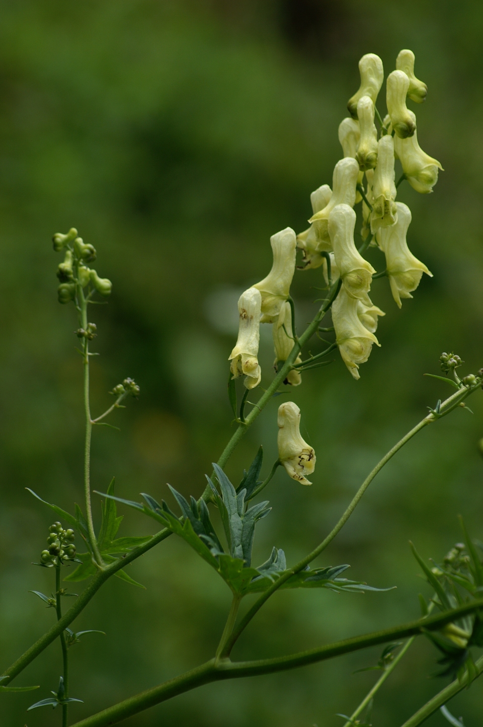 Aconitum vulparia