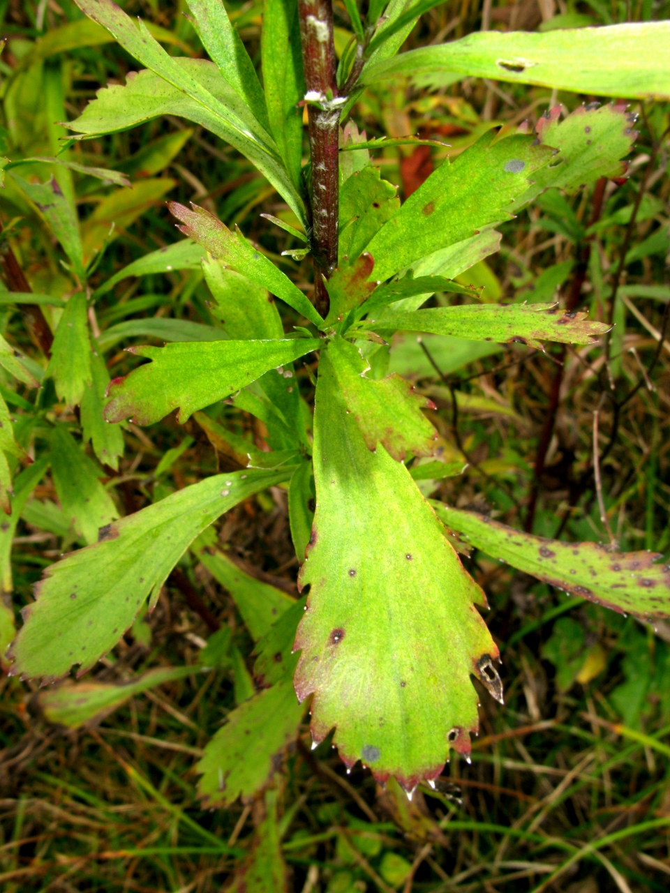 Artemisia japonica