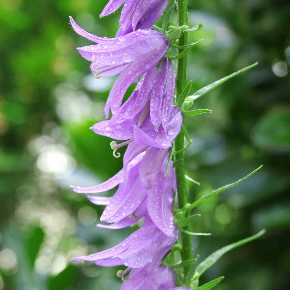 Campanula latifolia