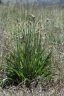 Plantago lanceolata