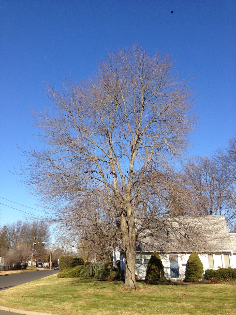 Acer rubrum