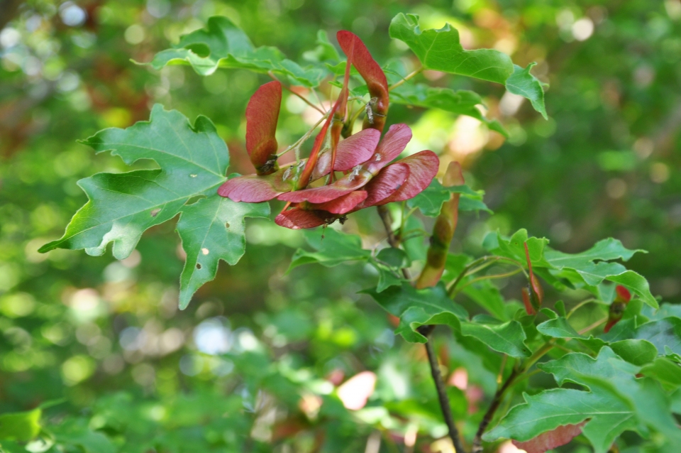 Acer campestre