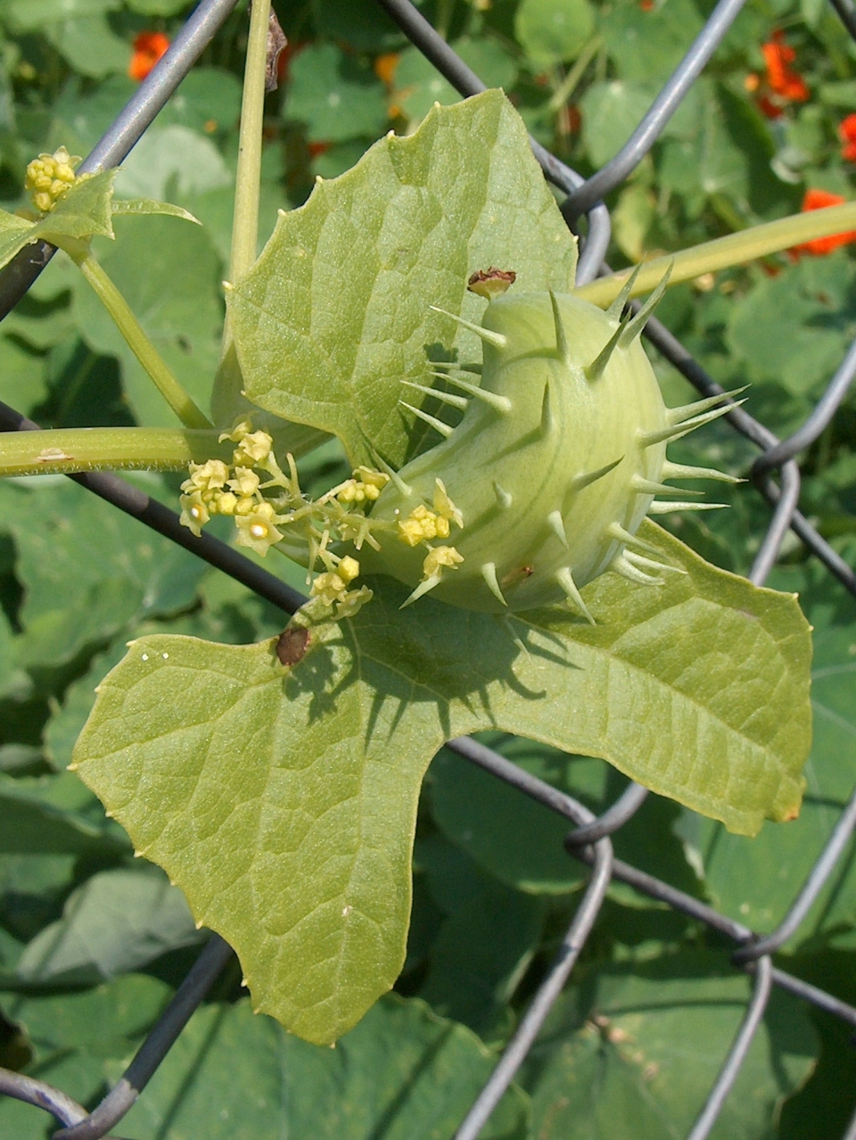 Cyclanthera brachystachya