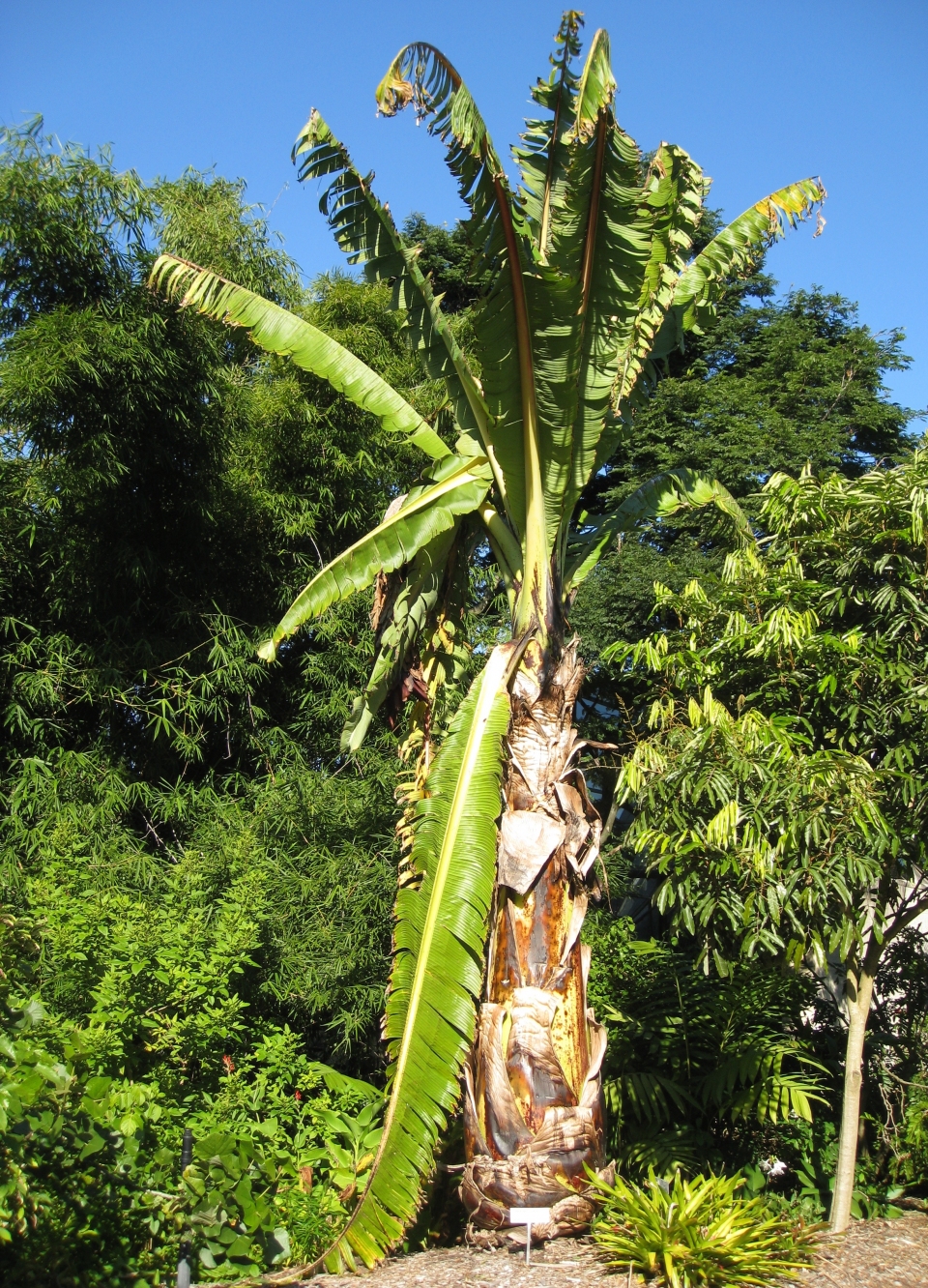 Ensete ventricosum