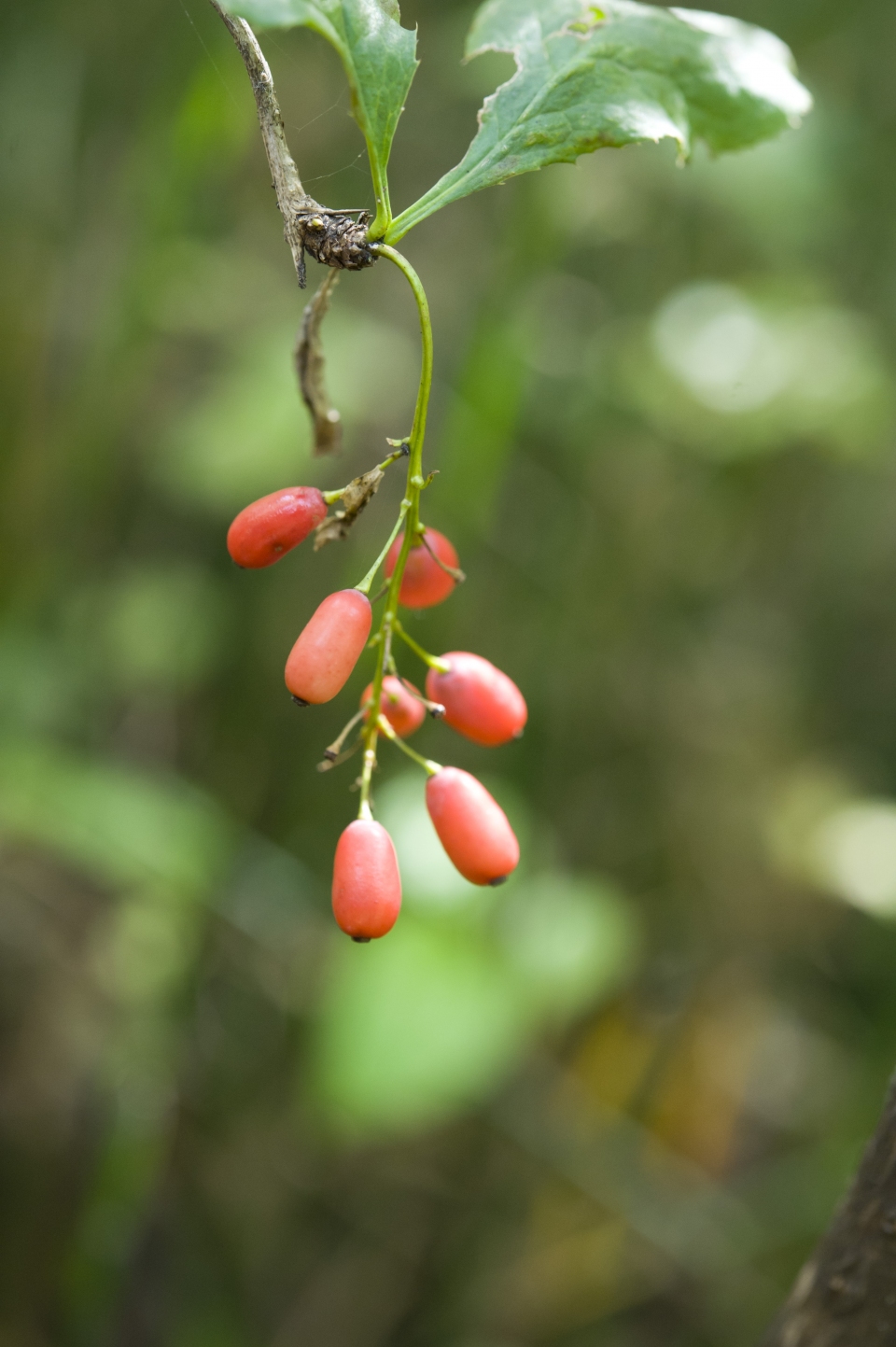 Berberis amurensis