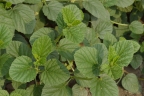 Cullen corylifolium