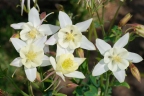 Aquilegia caerulea