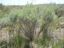Artemisia tripartita