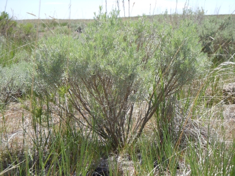 Artemisia tripartita