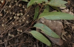 Eucalyptus muelleriana