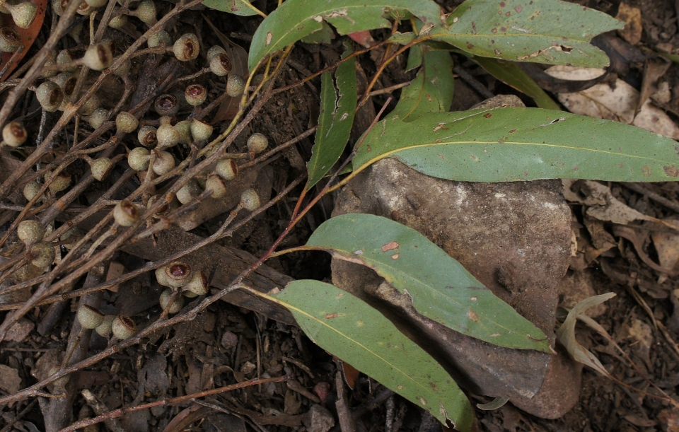 Eucalyptus muelleriana