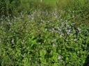 Ageratum houstonianum