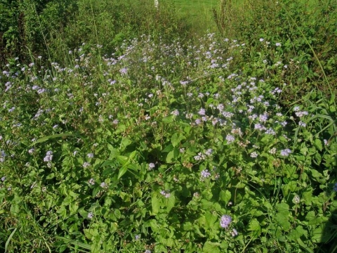 Ageratum houstonianum
