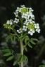 Nasturtium officinale