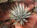 Agave parryi