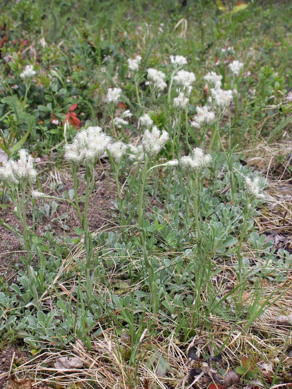 Antennaria dioica