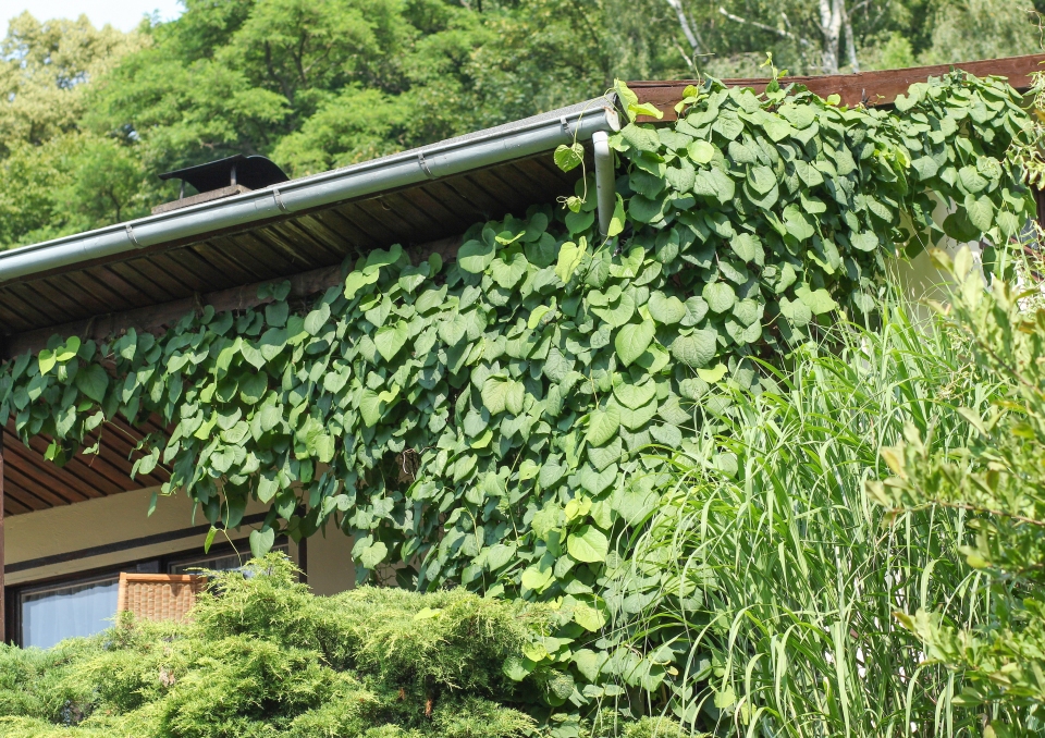 Aristolochia macrophylla