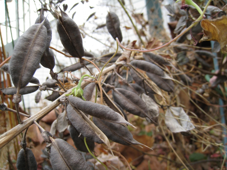 Baptisia australis