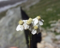Achillea erba-rotta moschata