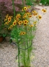 Coreopsis tinctoria