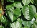 Anredera cordifolia