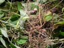 Amphicarpaea bracteata