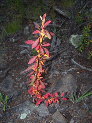 Berberis fendleri