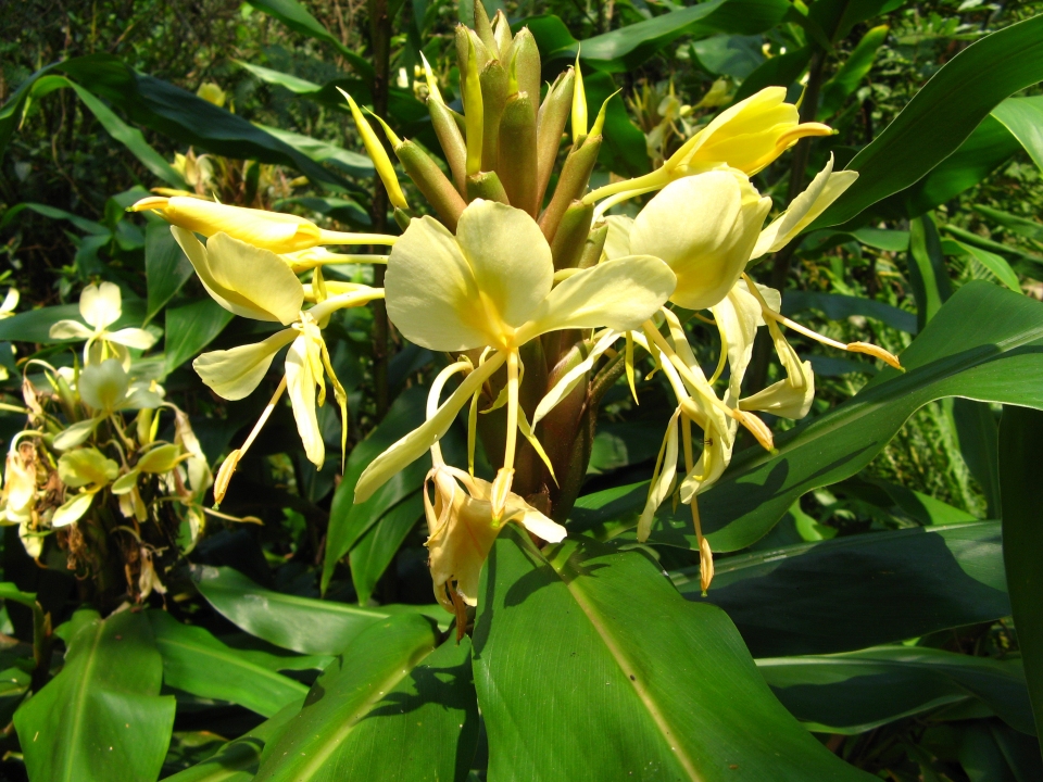 Hedychium coronarium