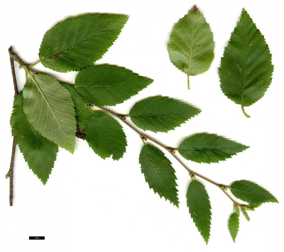 Betula chinensis